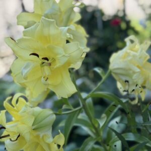 Yellow lilies with dark brown anthers