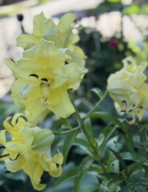 Yellow lilies with dark brown anthers