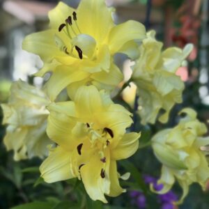Tall stem with large double yellow lilies