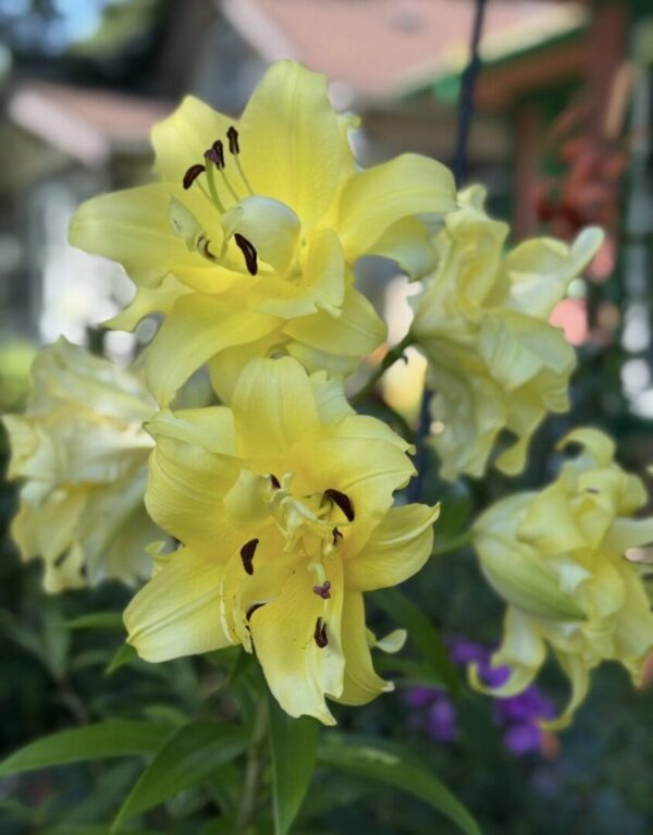 Tall stem with large double yellow lilies
