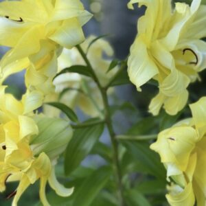 Cluster of ruffled pale yellow lilies