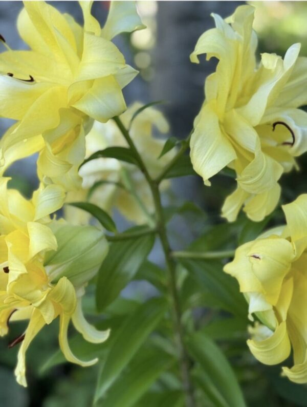 Cluster of ruffled pale yellow lilies