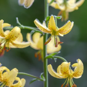 Yellow spotted lilies on green background