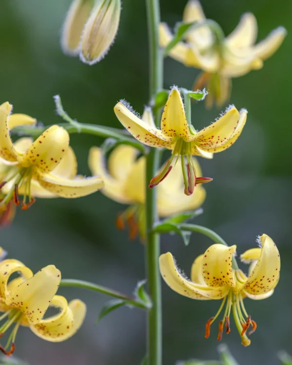 Yellow spotted lilies on green background