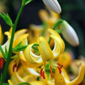 Close-up of yellow lilies with buds