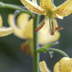 Close-up of speckled yellow Turk's-cap lily