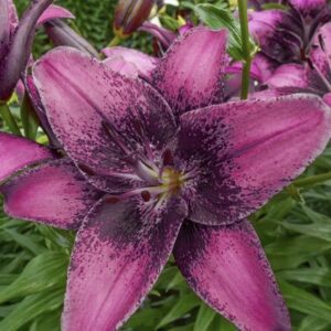Deep magenta lily with black speckled throat