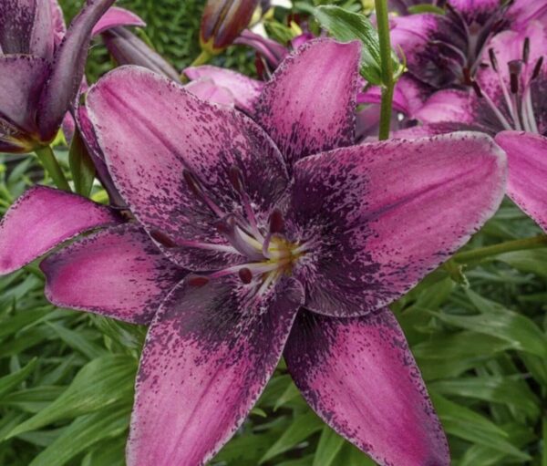 Deep magenta lily with black speckled throat