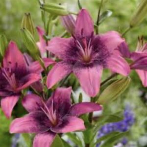 Cluster of purple-pink lilies in garden