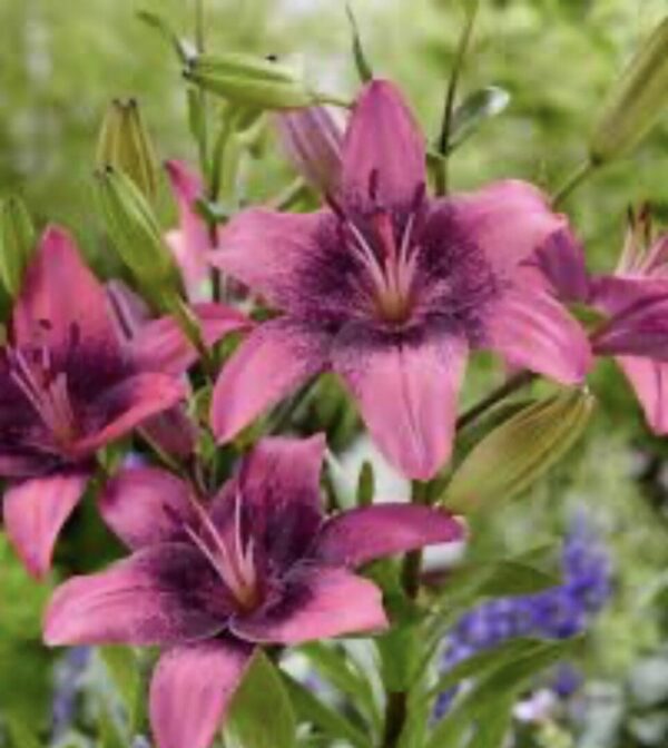 Cluster of purple-pink lilies in garden