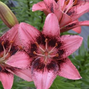 Pink lily with dark speckled center close-up