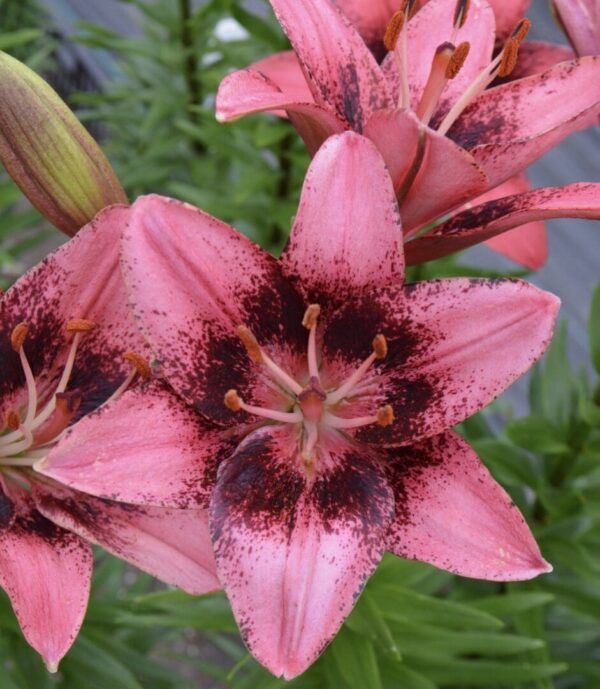 Pink lily with dark speckled center close-up