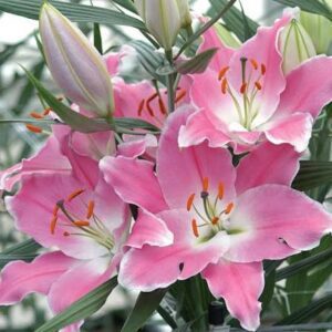Pink lilies in bloom with buds