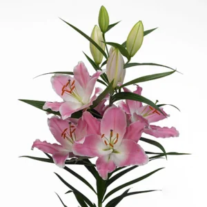 Cluster of pink lilies and unopened buds