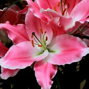 Close-up of pink lily blossom