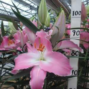 Pink lily beside measurement ruler