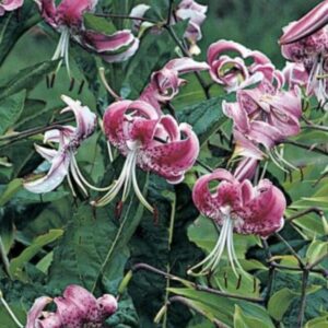 Curled pink Turk's cap lilies cluster