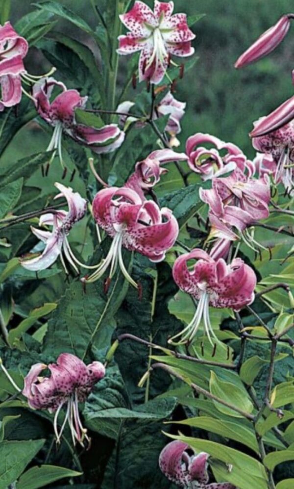 Curled pink Turk's cap lilies cluster