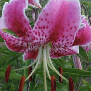 Close-up downward-facing pink lily with stamens