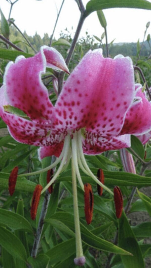 Close-up downward-facing pink lily with stamens