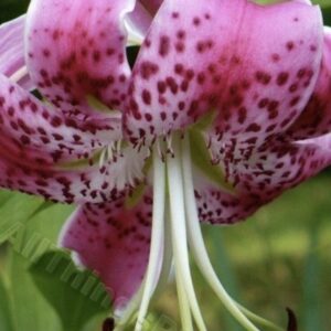 Close-up pink spotted lily with long stamens