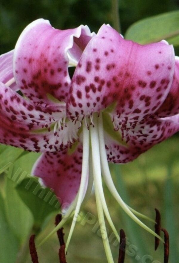 Close-up pink spotted lily with long stamens