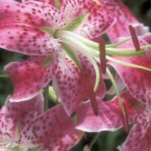 Cluster of pink spotted lilies with anthers