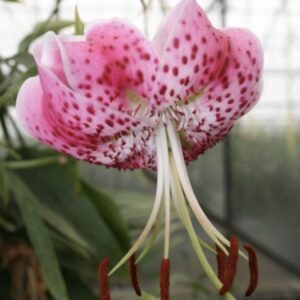 Curled pink lily with dangling brown anthers