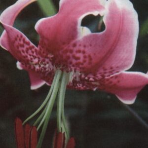 Dark rose lily showing long red anthers