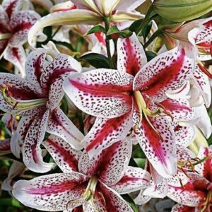 Cluster of white lilies with pink speckled centers