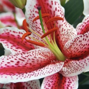 Close-up of pink lily stamen and orange anthers