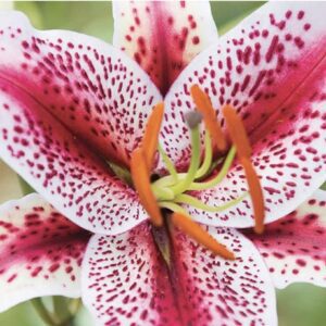 Top view of pink spotted lily flower