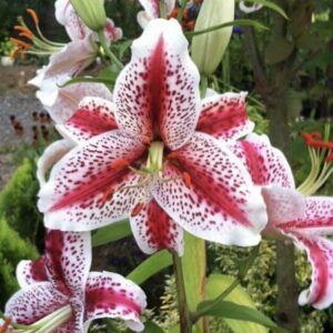 Garden stem of stargazer lilies with buds