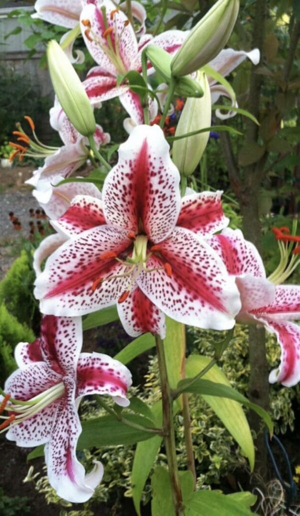 Garden stem of stargazer lilies with buds
