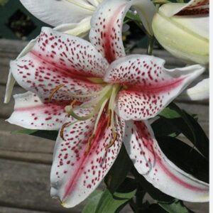 White lily with pink speckles