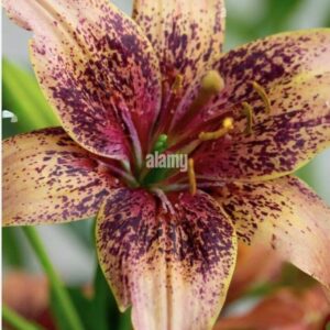 Spotted orange lily close-up