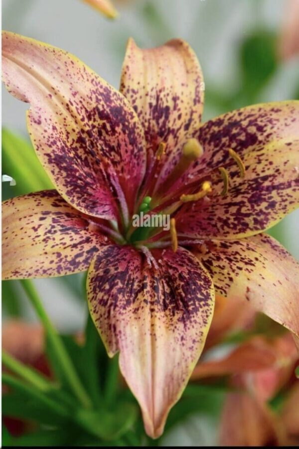 Spotted orange lily close-up