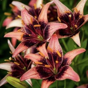 Pink lilies with dark burgundy centers