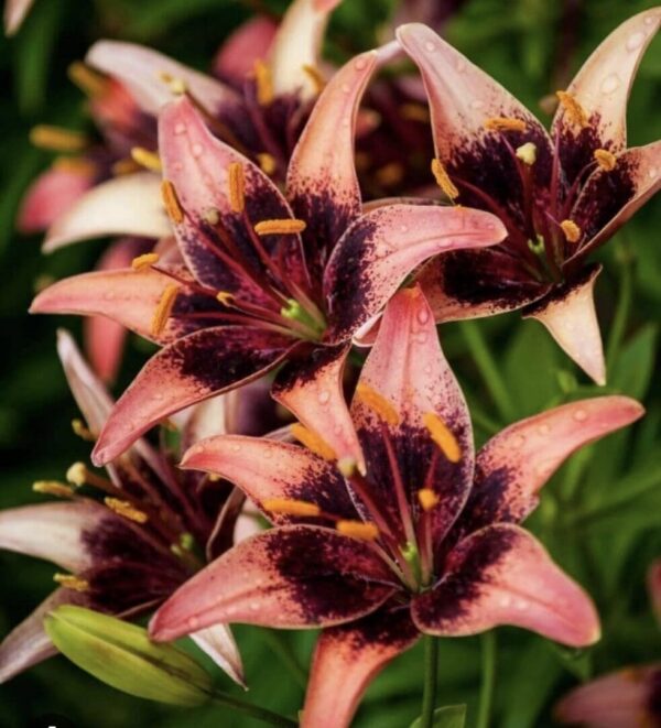 Pink lilies with dark burgundy centers