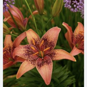 Orange lily with dark freckled petals