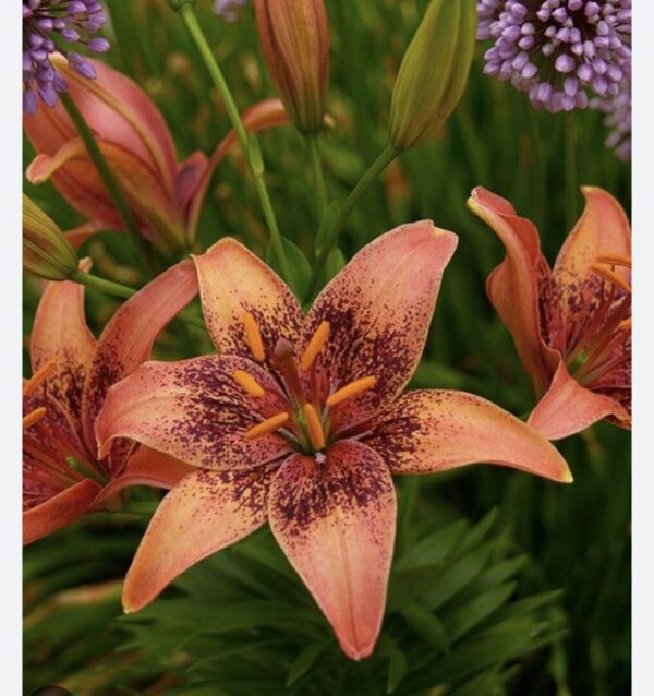 Orange lily with dark freckled petals