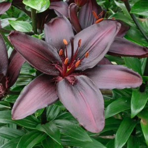 Deep maroon lily with bright orange anthers