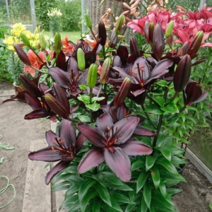 Dark burgundy lilies in greenhouse