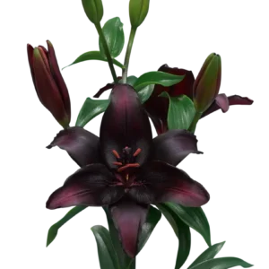'Zanlazblack' Asiatic Lily aka 'Blackstone'