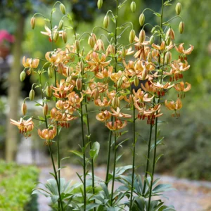 Cluster of orange Turk's cap lilies