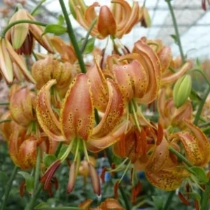 Cluster of orange spotted lilies in greenhouse