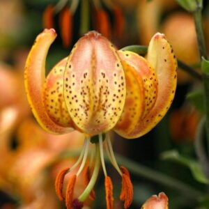 Recurved turk's cap lily with dangling anthers