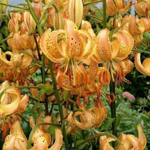 Orange spotted lilies in bloom
