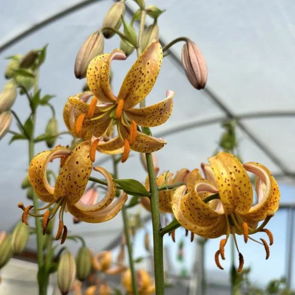 Close-up of yellow spotted lily blossoms