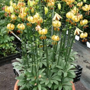 Potted yellow lilies labeled Peppard Gold
